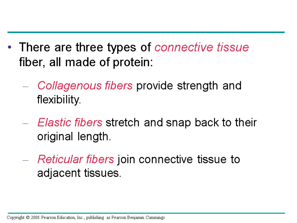 There are three types of connective tissue fiber, all made of protein: Collagenous fibers